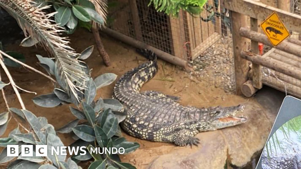 El caso del niño de 3 años que acabó en el foso de los cocodrilos de un zoológico de Reino Unido por el que un hombre fue detenido